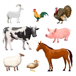 Livestock
